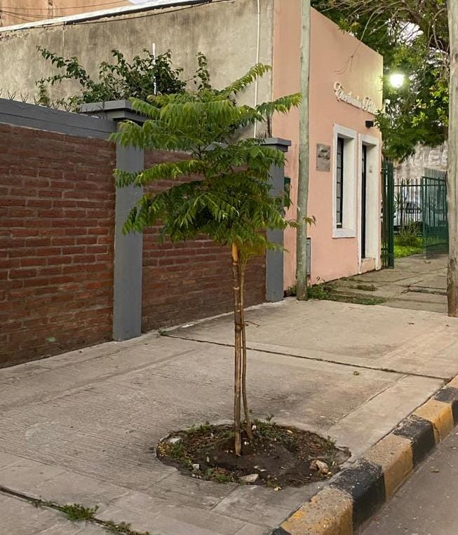 Más verde para la ciudad: el plan de arbolado urbano ya muestra resultados